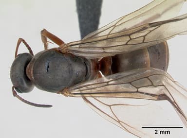 Formica cunicularia — queen photo 5