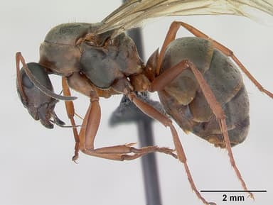 Formica cunicularia — queen photo 6