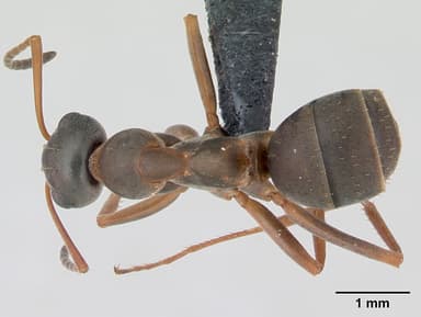Formica cunicularia — queen photo 7