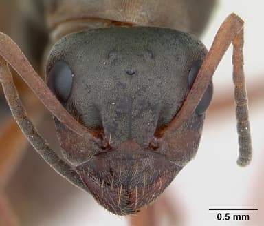 Formica cunicularia — queen photo 9