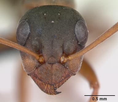 Formica cunicularia — queen photo 10