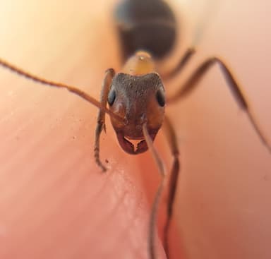 Formica exsecta — colony photo 118