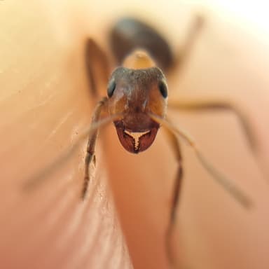 Formica exsecta — colony photo 119