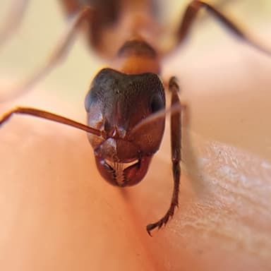 Formica exsecta — colony photo 123