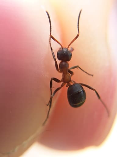 Formica exsecta — colony photo 124