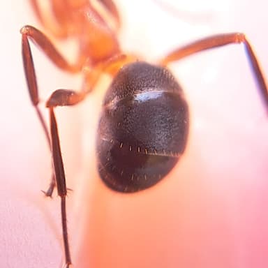 Formica exsecta — colony photo 125