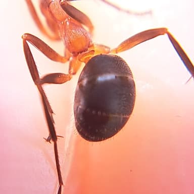 Formica exsecta — colony photo 126