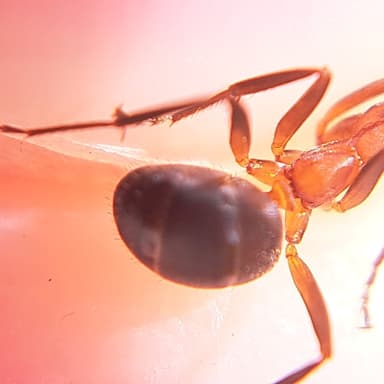 Formica exsecta — colony photo 127