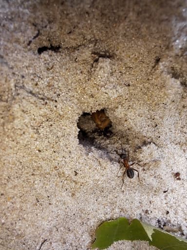 Formica exsecta — colony photo 128