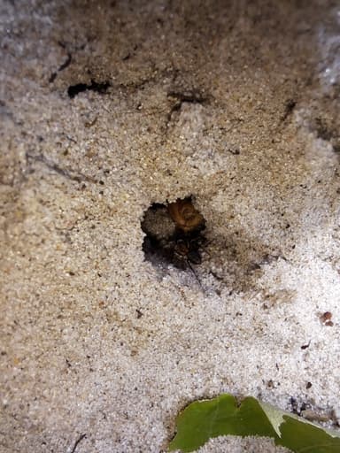 Formica exsecta — colony photo 129