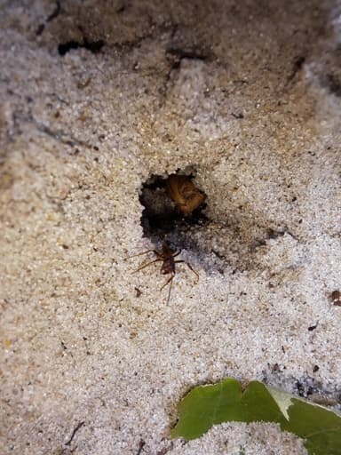 Formica exsecta — colony photo 130
