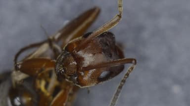 Formica exsecta photo 135