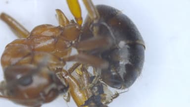 Formica exsecta photo 138