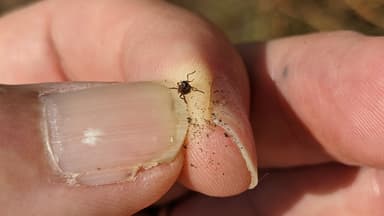 Formica exsecta — colony photo 142