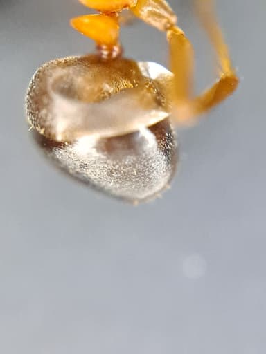Formica exsecta photo 151