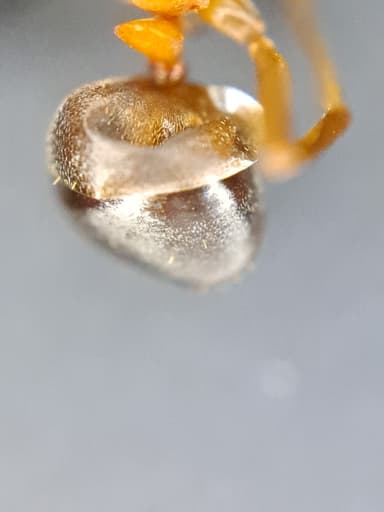 Formica exsecta photo 152