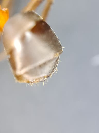 Formica exsecta photo 154
