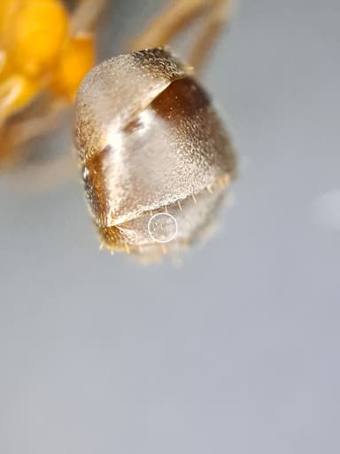 Formica exsecta photo 155