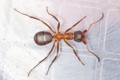 Formica exsecta photo 158