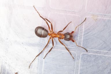Formica exsecta photo 159