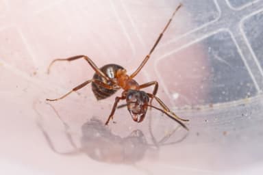 Formica exsecta photo 161