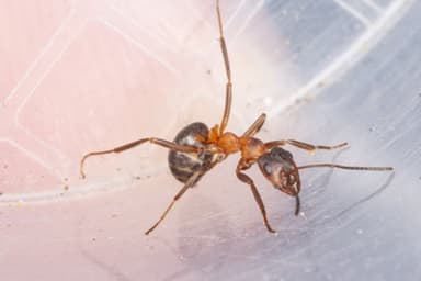 Formica exsecta photo 162