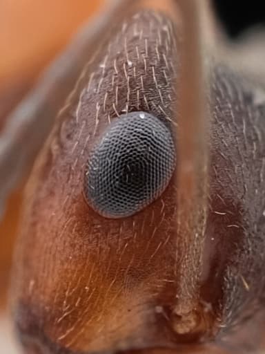 Formica exsecta photo 170