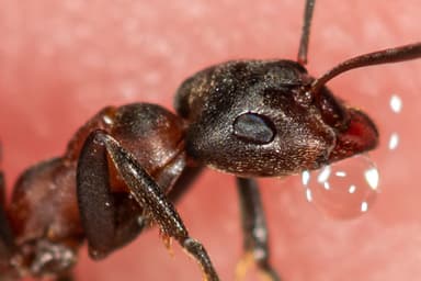 Formica exsecta photo 172
