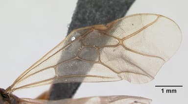 Formica exsecta — queen photo 3