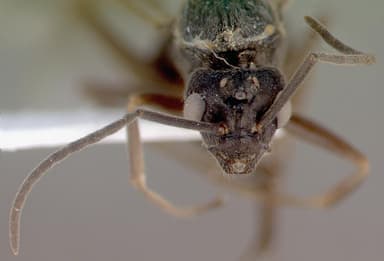 Formica exsecta — queen photo 7