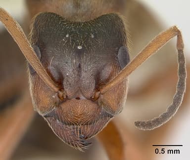 Formica exsecta photo 15