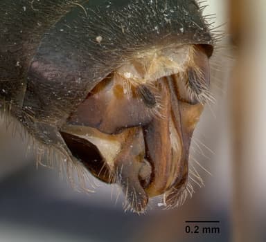 Formica exsecta — queen photo 17