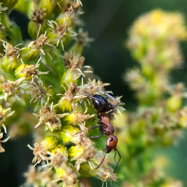 Formica exsectoides photo 11