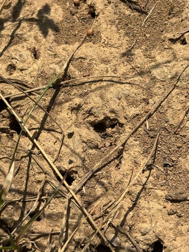 Formica exsectoides photo 15