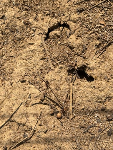 Formica exsectoides photo 16