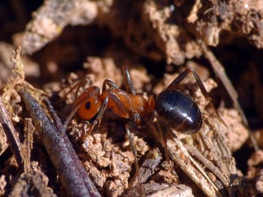 Formica exsectoides photo 29