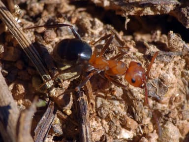 Formica exsectoides photo 30
