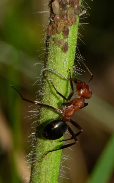 Formica exsectoides photo 34