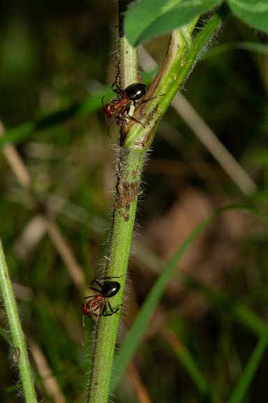 Formica exsectoides photo 35