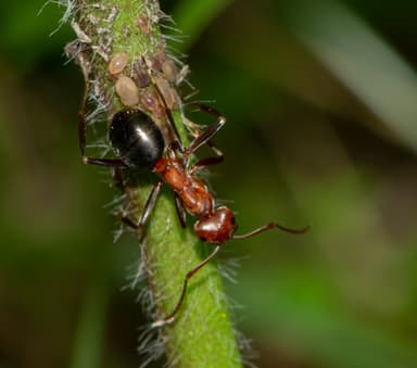 Formica exsectoides photo 36