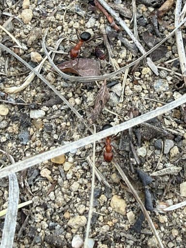 Formica exsectoides photo 43