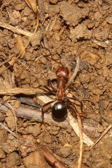 Formica exsectoides photo 45