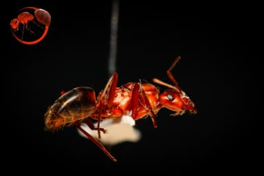 Formica exsectoides photo 53