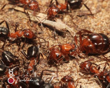 Formica exsectoides photo 54