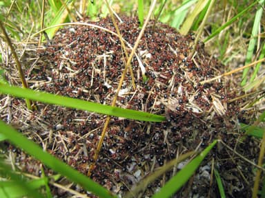 Formica exsectoides photo 1