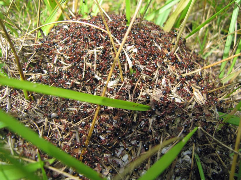 Formica exsectoides photo 1