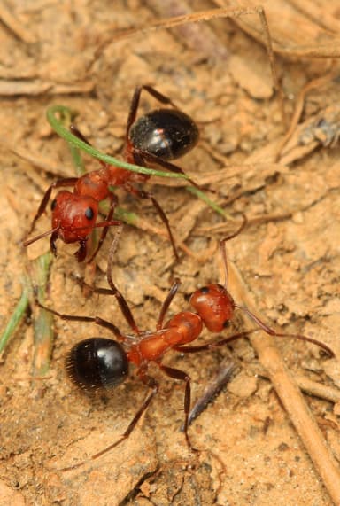 Formica exsectoides — worker photo 2