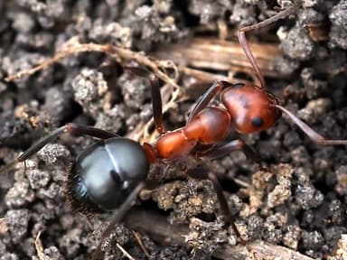 Formica exsectoides — queen photo 4