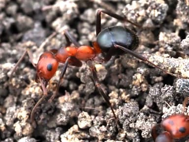 Formica exsectoides — queen photo 5
