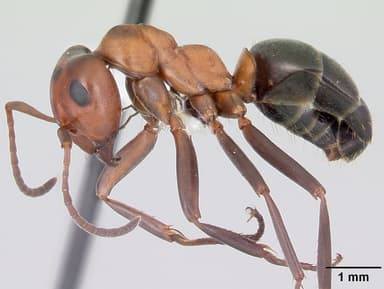 Formica exsectoides — queen photo 7